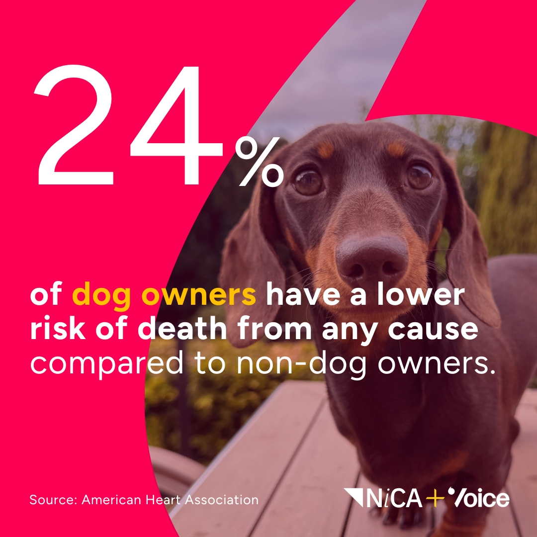 Could a pet be the most powerful #longevity tool? 🐶 
 
At NICA through our Voice® Explores programme, we’re exploring the role of #pets in how we age, care, &amp; connect.
 
Share your thoughts &amp; experiences by taking the survey: bit.ly/4jMMJH9 👈 

#AgeingIntelligence