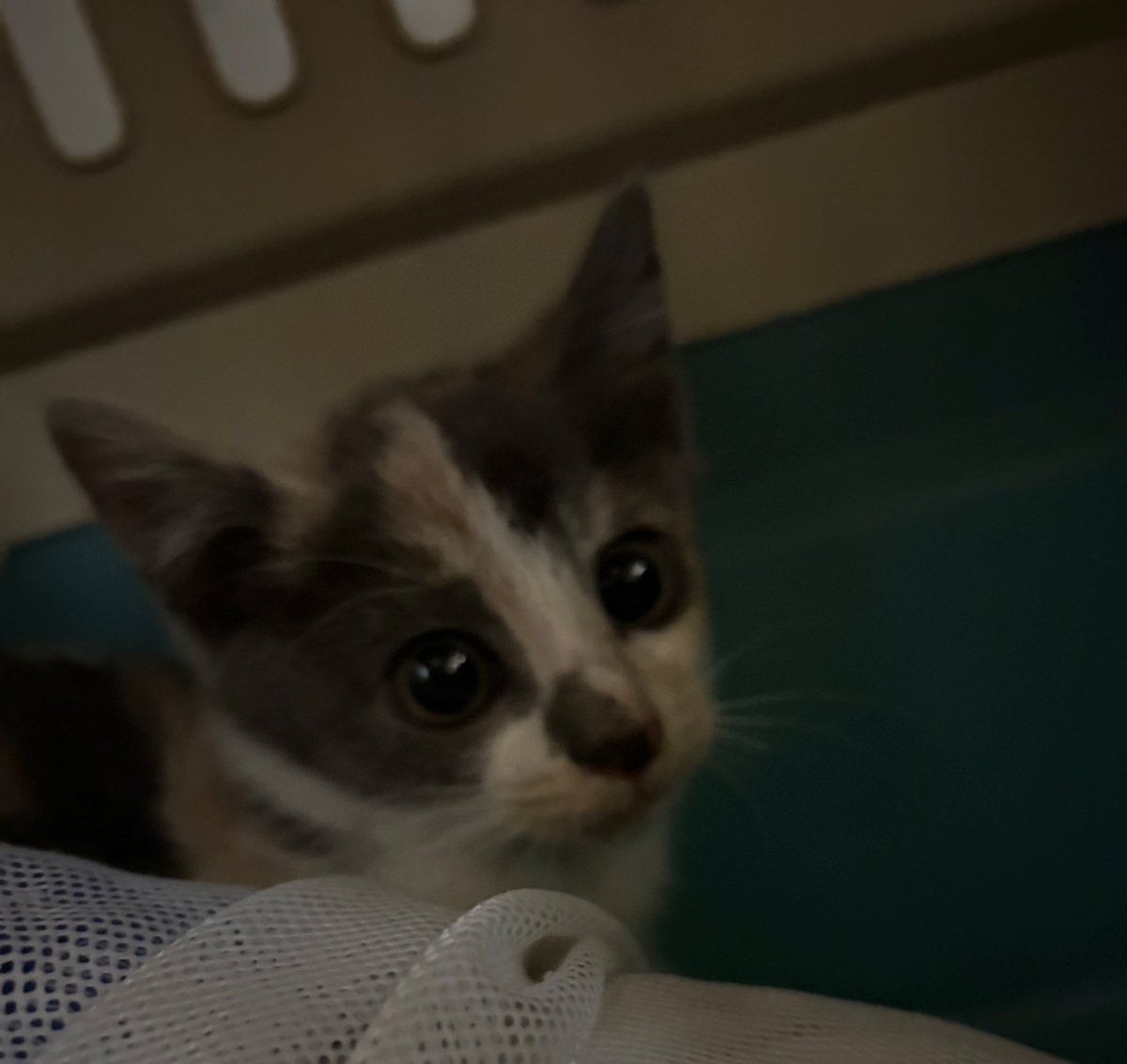 ❗️❗️급하게 아기 고양이 입양처 임보처 구합니다
엄마를 족제비에게 잃고 옆에서 혼자 울고 있는 아이를 구조했으나 현재 오래 데리고 있을 상황이 되지않아 급하게 입양처 임보처 구해봅니다 생후 두달 좀 넘은 것 같고 상당히 순한 친구입니다 광주광역시권이면 좋지만 다른 지역도 좋습니다