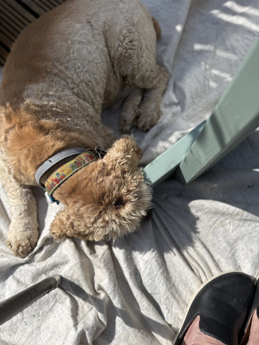 SpanielsSuper's tweet photo. Mum &amp; dad are painting a garden bench
I’m helping #YoureVeryWelcome #HelpfulIsky 
No green bits!👍 #SoFar https://t.co/l32ztTR6jy