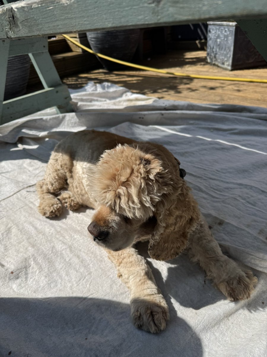 SpanielsSuper's tweet photo. Mum &amp; dad are painting a garden bench
I’m helping #YoureVeryWelcome #HelpfulIsky 
No green bits!👍 #SoFar https://t.co/l32ztTR6jy