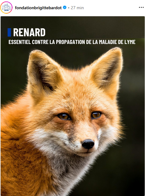 Les renards, nos alliés contre la maladie de Lyme !

Les chasseurs nos alliés contre .... ben rien ce sont des #inutiles !