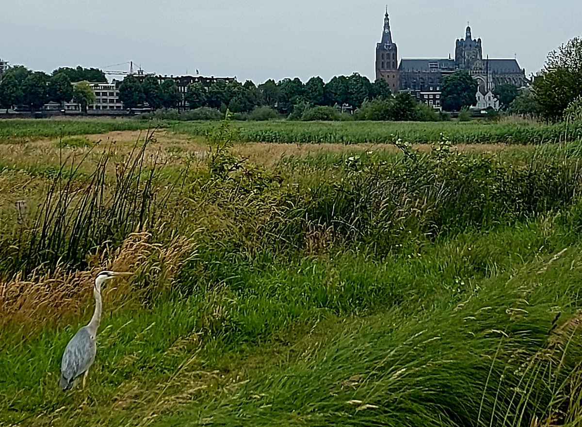 Boswachter Poulussen tweet media
