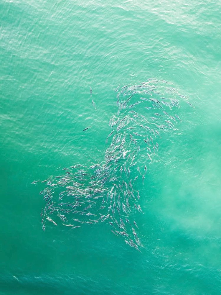 The jacks are back! Crevalle jacks are one of the 800+ species of fish you can find in our waters 🐟🎣📸: tmav447 #DiscoverMartin #ExploreNaturalMartin #LoveFL