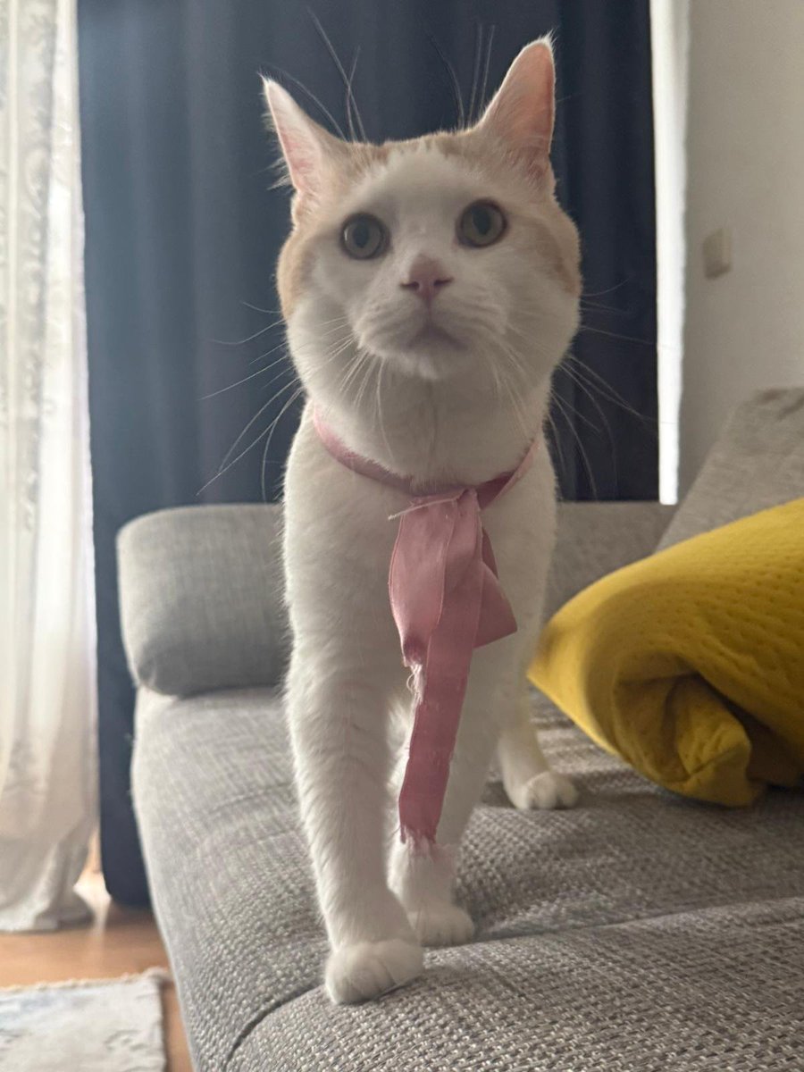 Mr.Aura