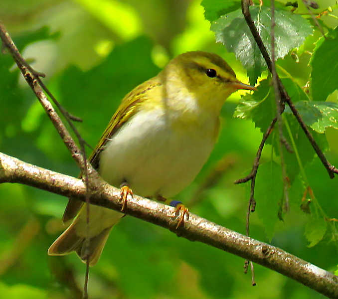 ianballam's tweet photo. Info kindly from the ringer Tony Davis, bird was ringed as a nestling in NF in 2018 and successfully raised 6 young last year . If he is seen again after June 3rd then he will break the national age longevity record for Wood Warblers!!
Pic taken with superzoom and heavily cropped https://t.co/O6LcIzTXK9