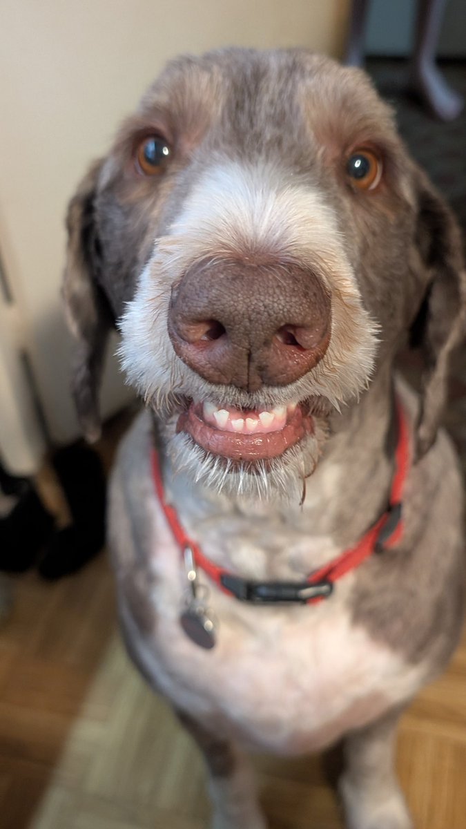 Happy toothy Tuesday frens.....