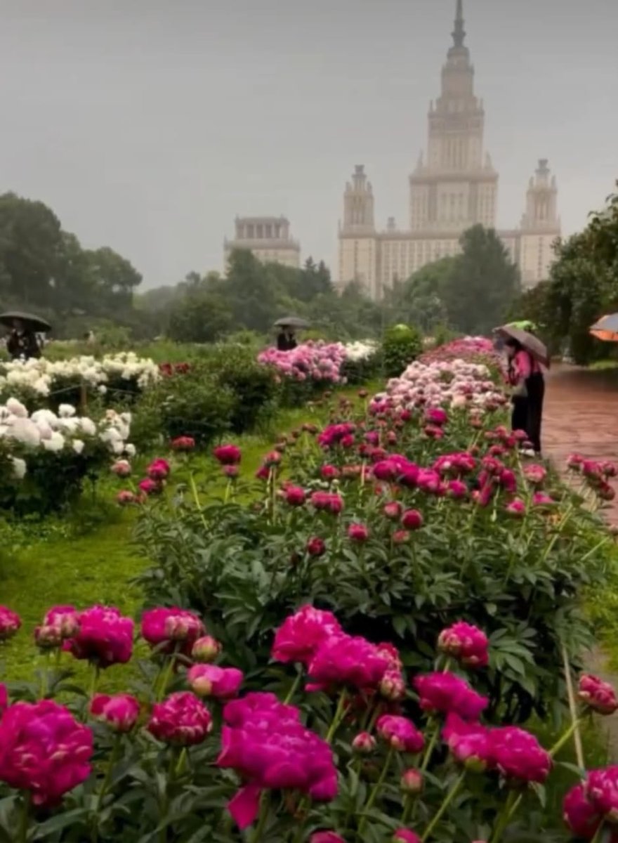 Пионы зацвели красота!