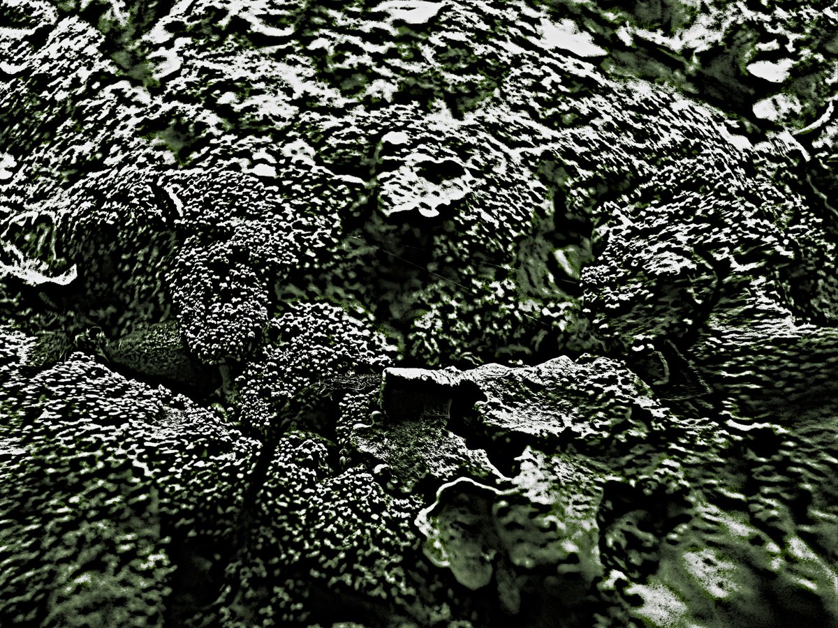 gregorygteves's tweet photo. Lichen Textures
#Photography
#NaturePhotography
#TexturePhotography
#OutdoorPhotography
#VisualPoetry
#PhotographicArt
#MinimalNature
#StillLifeNature
#OrganicShapes
#EarthTextures
#NaturalComposition
#FoundTextures
#Eastcoastkin https://t.co/o5ZeAzB8gX
