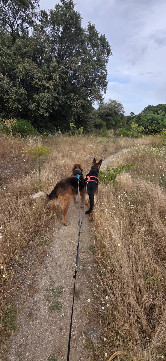 #PaseandoConLosPeludos #Leo 🐕#Sena 🐩