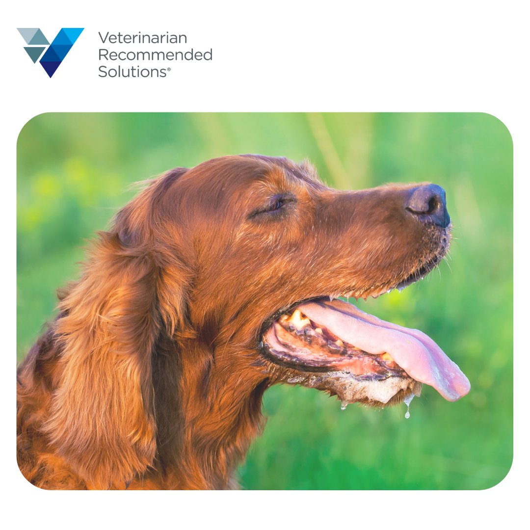 VRSPets's tweet image. Hot days can lead to dehydration quickly. For pets needing extra support, there are supplements that promote hydration health. Ask your vet what might work best!

#SummerPetCare #HydrationMatters #TalkToYourVet