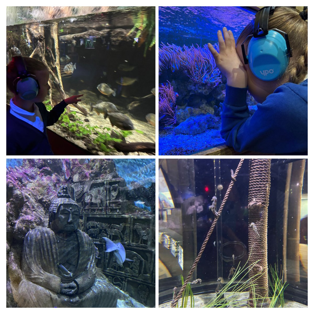 We had a fantastic day out at Deep Sea World today! We saw lots of different sea creatures in the aquarium and then went down stairs into the shark tunnel under the water! We also loved watching the seals swimming outside 🦈🐠🦭