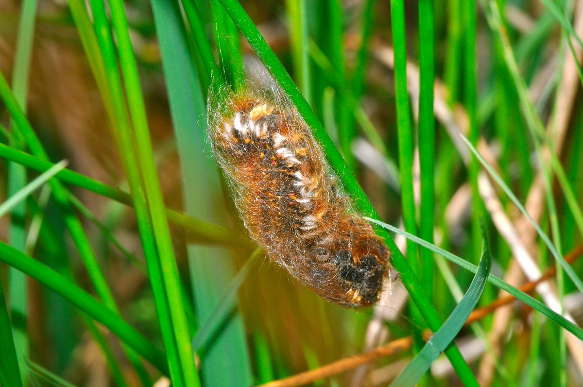 NatureBureau (@naturebureau) on Twitter photo A Drinker moth (Euthrix potatoria) caterpillar in the fen at <a href="/BBOWT/">BBO Wildlife Trust</a>'s Parsonage Moor, nr Abingdon <a href="/UpperThamesBC/">BC Upper Thames</a> <a href="/TVERC1/">Thames Valley Environmental Records Centre</a> <a href="/WildlifeTrusts/">The Wildlife Trusts</a> A Drinker moth (Euthrix potatoria) caterpillar in the fen at <a href="/BBOWT/">BBO Wildlife Trust</a>'s Parsonage Moor, nr Abingdon <a href="/UpperThamesBC/">BC Upper Thames</a> <a href="/TVERC1/">Thames Valley Environmental Records Centre</a> <a href="/WildlifeTrusts/">The Wildlife Trusts</a>