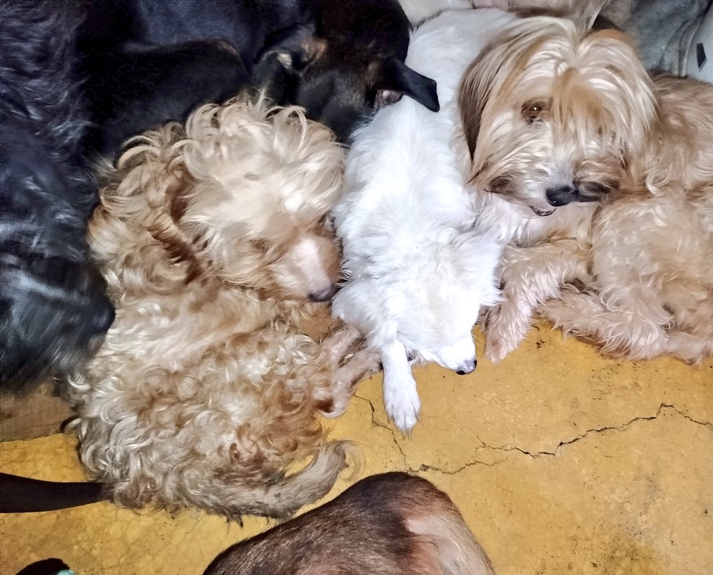 viripeludos's tweet photo. 🆘Amigos no tenemos alimento para los perritos ayer fuí a pagar el dinero que me prestaron y para no volver a pedir prestado ahí 😰 
Por favor 🙏 una patita 🐾 ayúdame a llenar pancitas hoy Ecatepec DONA en especie 🆘 https://t.co/U1sjZpzzBk