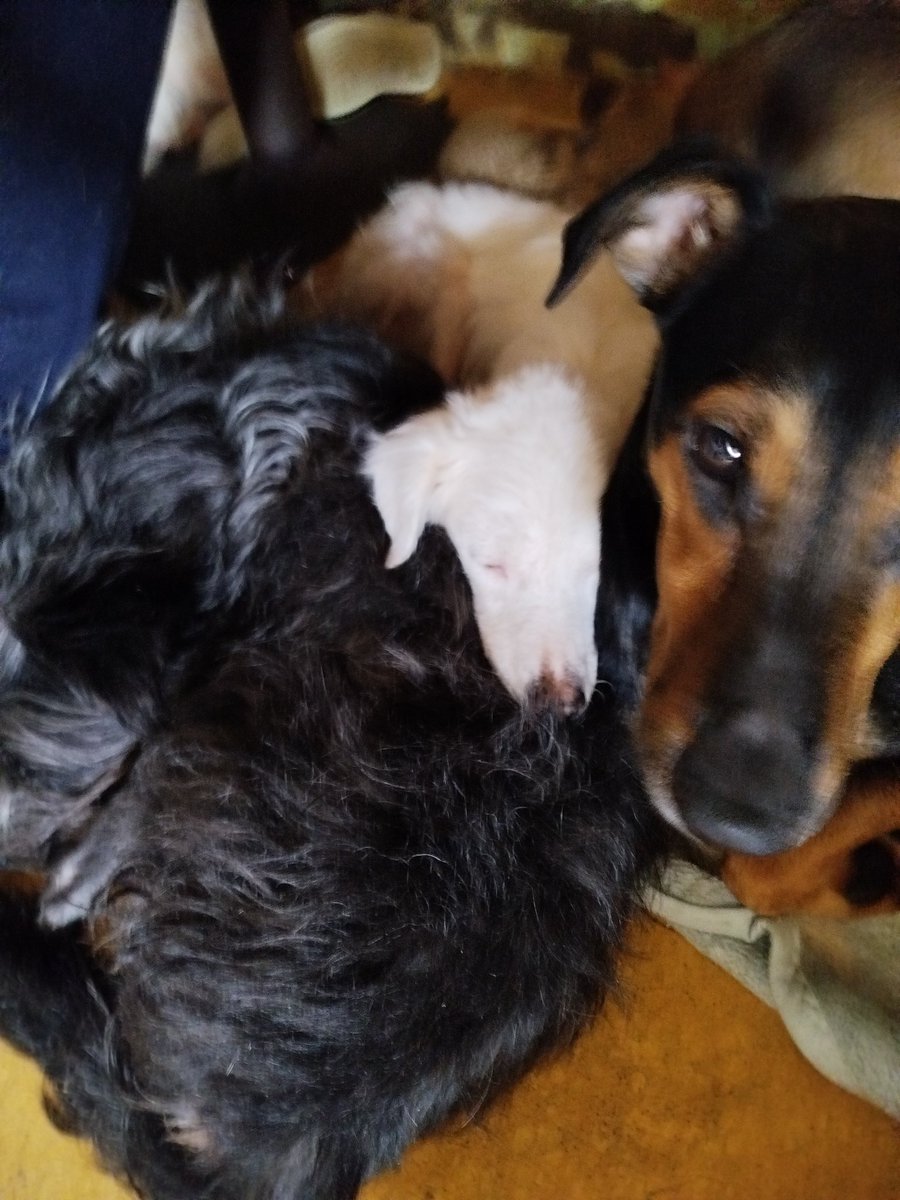 viripeludos's tweet photo. 🆘Amigos no tenemos alimento para los perritos ayer fuí a pagar el dinero que me prestaron y para no volver a pedir prestado ahí 😰 
Por favor 🙏 una patita 🐾 ayúdame a llenar pancitas hoy Ecatepec DONA en especie 🆘 https://t.co/U1sjZpzzBk