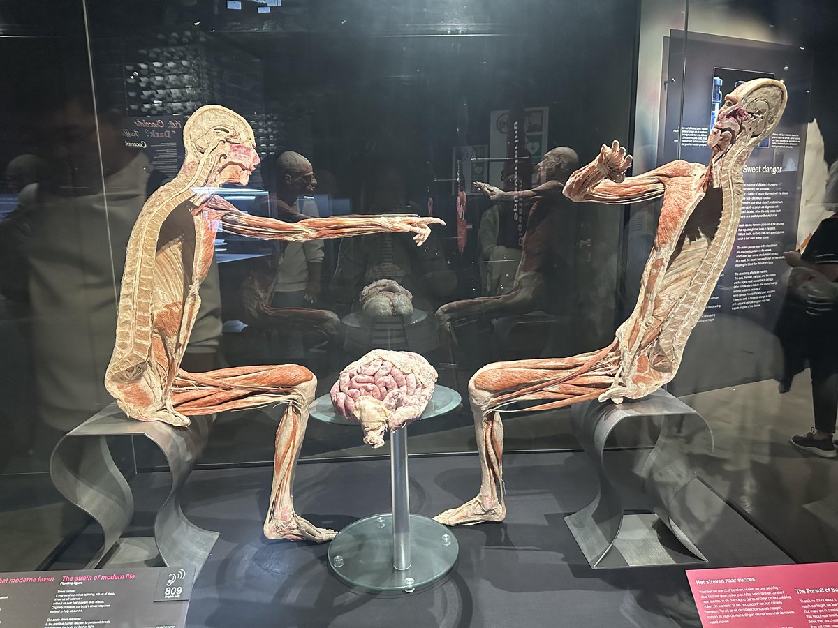 Lean6546's tweet image. Discover the art of the human body! 🧠💪