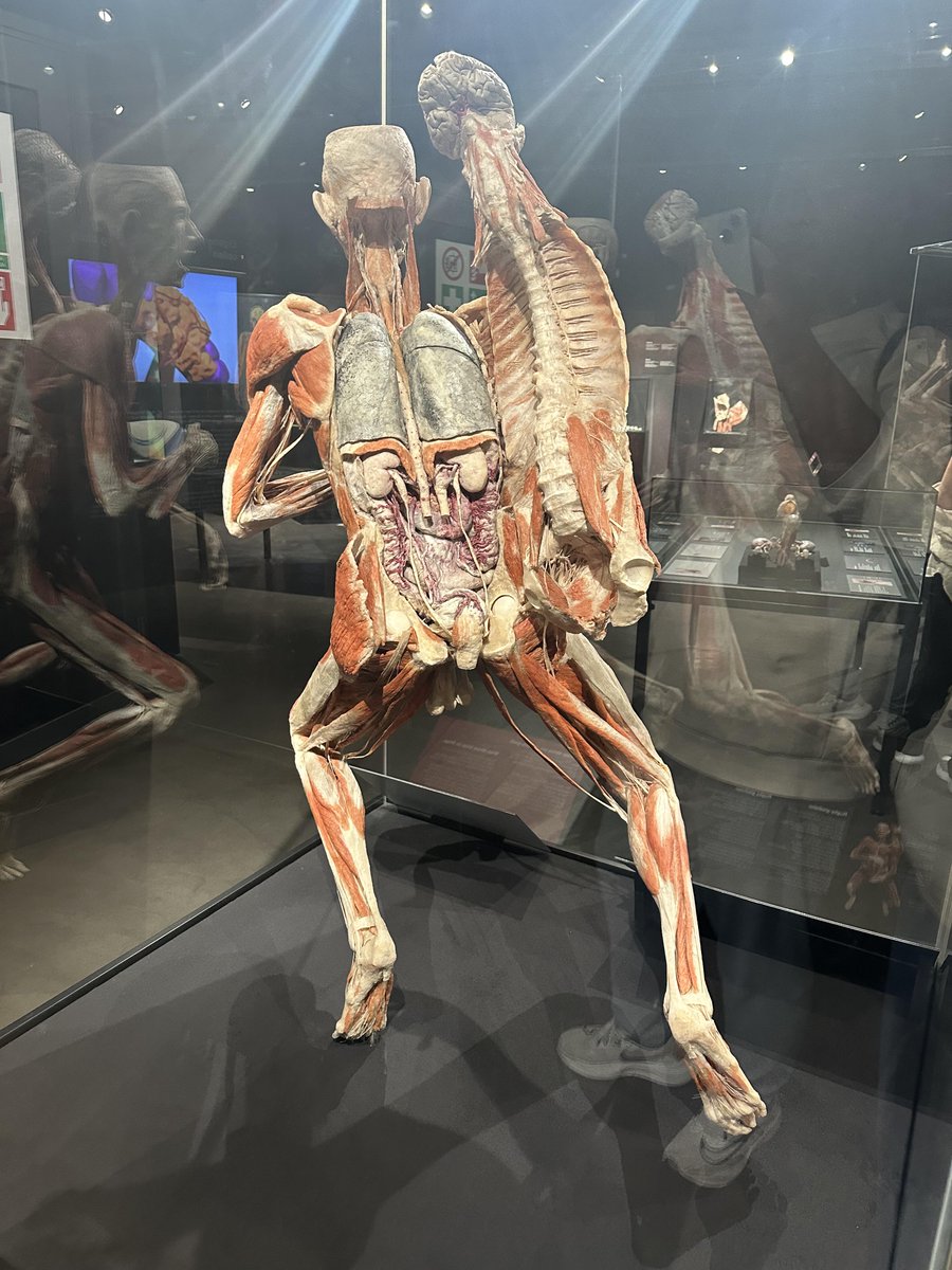 Lean6546's tweet image. Discover the art of the human body! 🧠💪