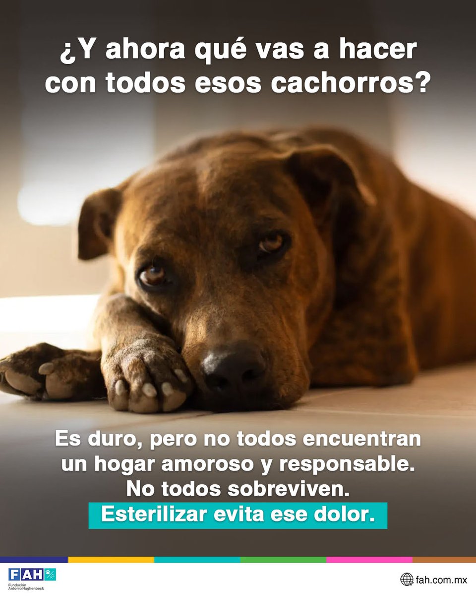 🎯 Much@s dicen: “Que tenga una camada y luego la esterilizo”. Pero cuando nacen 5, 7 o más cachorros y no hay familias responsables para adoptarlos… Comienza la angustia.

¡Evítatela! Acude a cualquiera de las campañas gratuitas de esterilización de nuestro programa