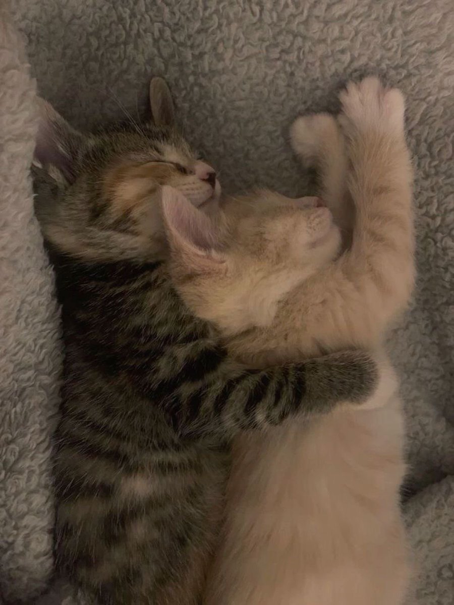 Kitty archives ♡ (@puppierz) on Twitter photo 