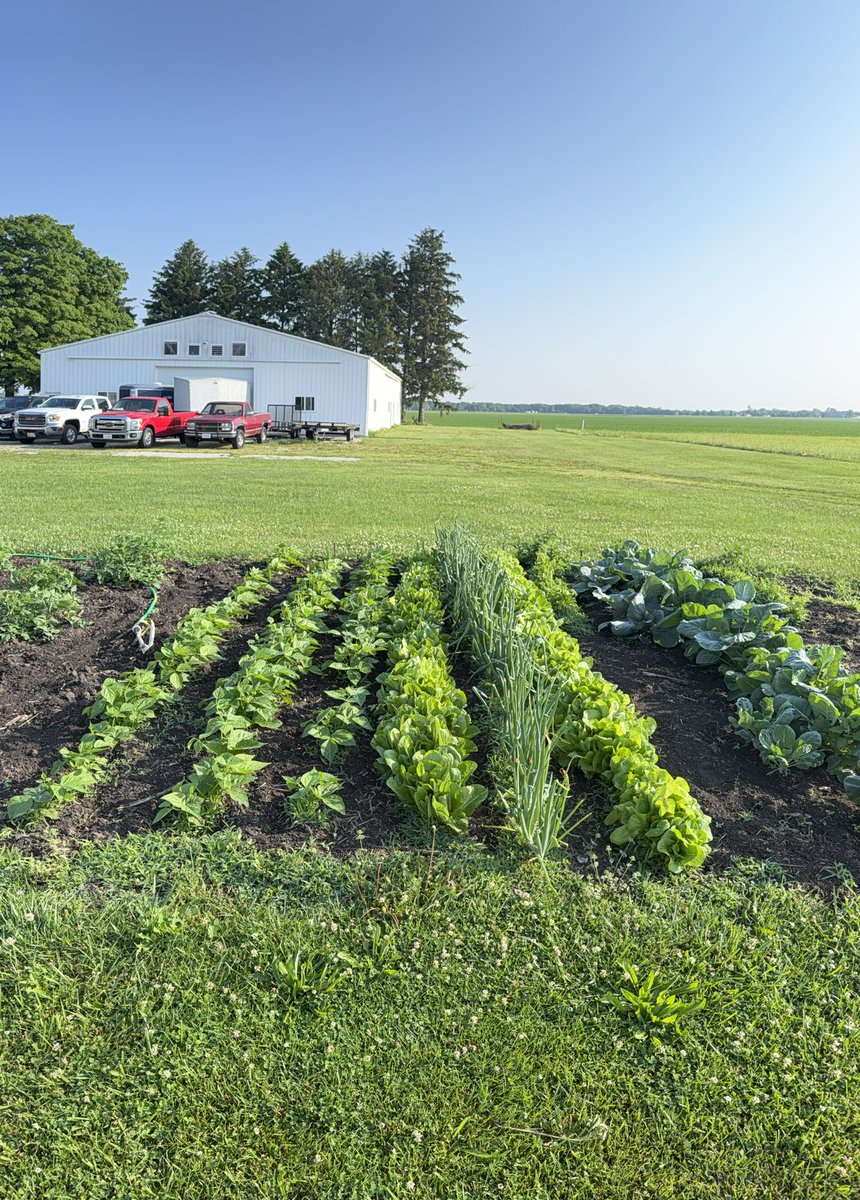 VLC2007's tweet photo. Thought I’d share some pics from our vegetable garden. We planted mid April for the lettuces and after Memorial
Day for the corn and squash
First corn planting looks to be more than knee high already! https://t.co/v3VMPzSgPf