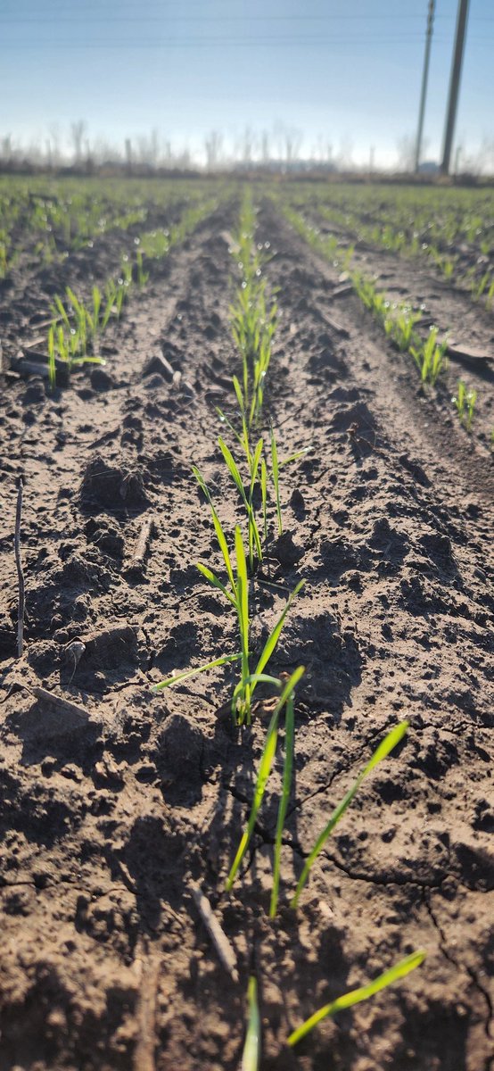 Jonatan Mauro (@jonatanmauro1) on Twitter photo Van asomando los primeros valientes!!
#Fina2025
#Trigo
#Cereales
Nueva campaña <a href="/Syngenta_ar/">Syngenta Argentina</a> Van asomando los primeros valientes!!
#Fina2025
#Trigo
#Cereales
Nueva campaña <a href="/Syngenta_ar/">Syngenta Argentina</a>