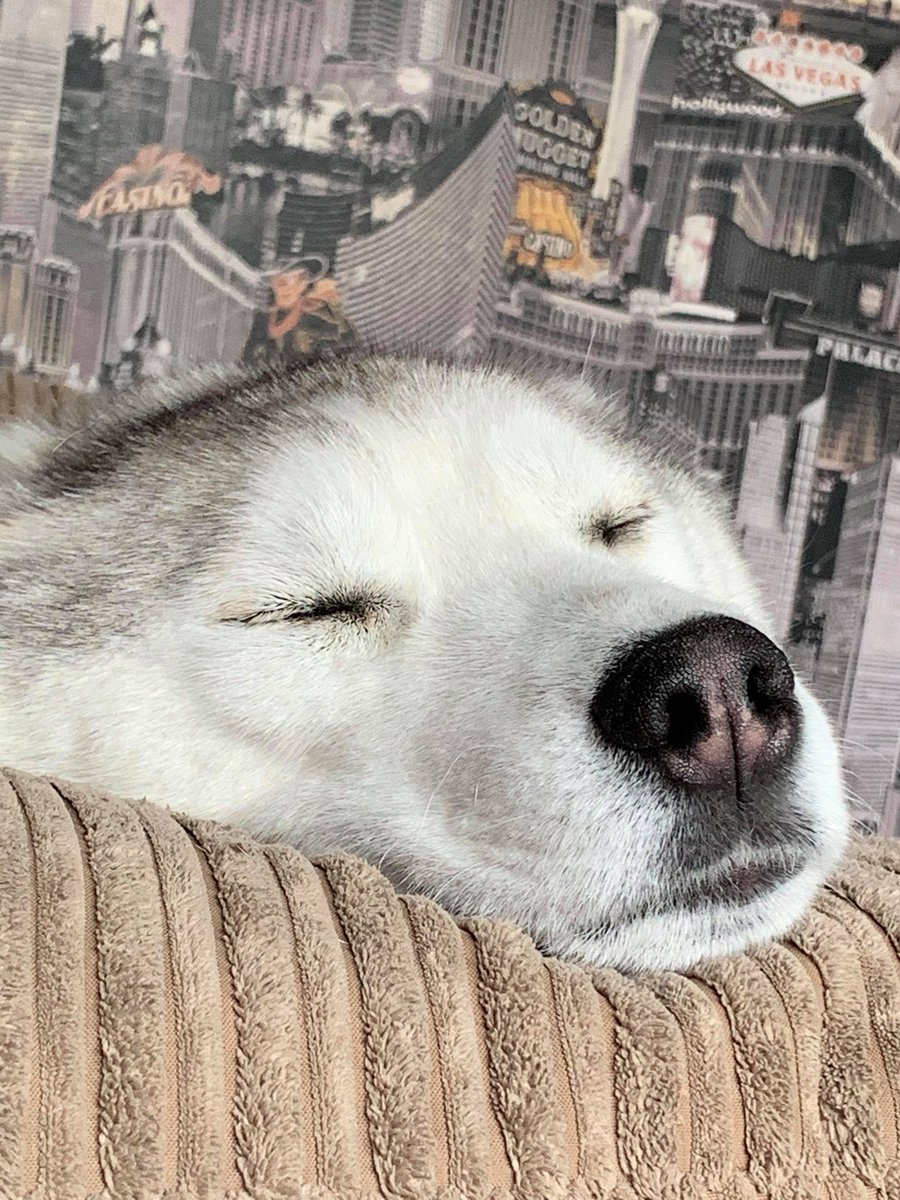HI HERES A PICTURE OF MY DOG SLEEPING ENJOY