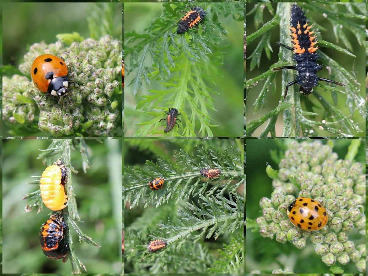 Vandaag weinig buiten geweest. Maar gelukkig hebben we de foto's nog!
🐞
Heel veel luizen hier in de tuin, en dus ook heel veel (soorten) lieveheersbeestjes; in div. stadia. Onderstaande (en nog veel meer) kiekte ik maandag op 1 plant.
🐞
#insectenopdeboerderij #wiekijktdieziet