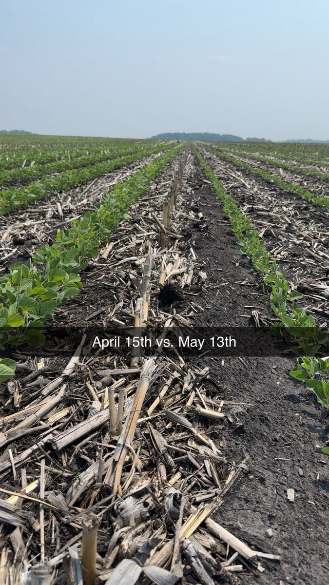 Big visuals on our planting date plot