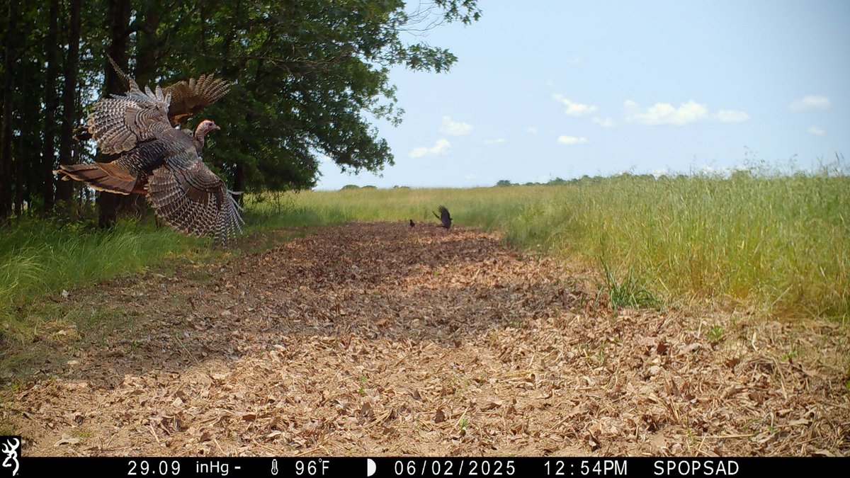 Check out that trigger speed on our <a href="/BrowningCams/">BrowningTrailCameras</a>

#TrailCamTuesday #BrowningCameras #youvegottoseethis #Browning #trailcameras #turkeys #HuntressView