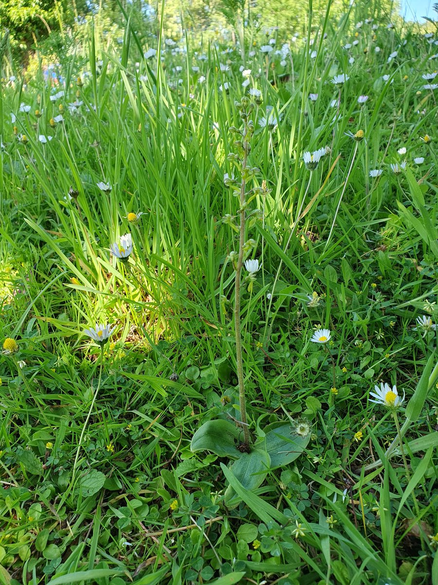 RareChat tweet media