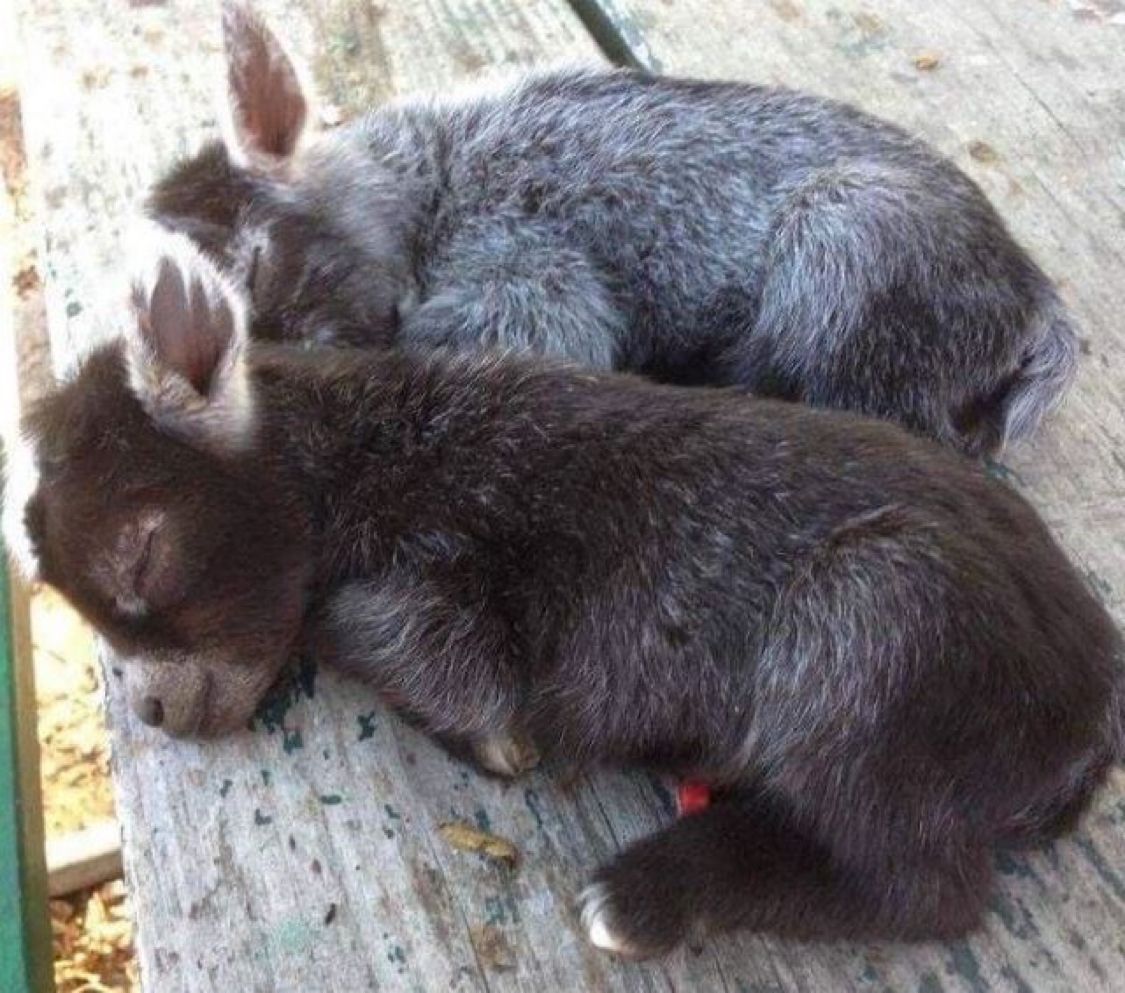 Sleeping baby donkeys😍