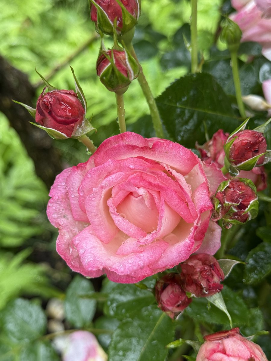 THIS FRIDAY 6/13 with roses at their peak, stroll with Walled Garden Supervisor Gaby Kantor from the back terrace to the #Rose Garden and into the lush Walled Garden, uncovering vibrant blooms and hidden floral gems along the way. #OWG #LongIsland Tickets: bit.ly/4mPgAkZ
