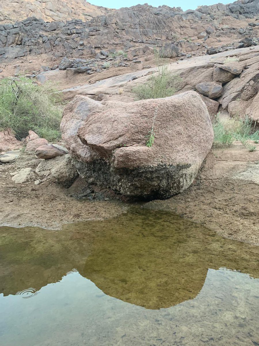 نجرانيات🌱حكم🍃وأمثال
فلان ….🐔ديك لا يقاد ولا ينقاد🐔
#نجران
#حبونا
#حكم_وأمثال
#قطمير_النجراني
 #الاتحاد_الاخدود