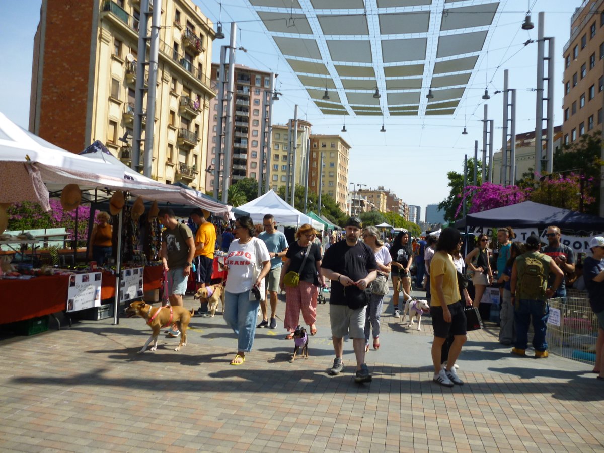 La 2a edició de la fira #Batec #Animalista de l'associació SomNia omple la Rambla de Sants.🐕🐈‍⬛
Al #SantsMontjuïcAlDia escoltem reportatge amb l'<a href="/OlgaNM7/">OlgaNM</a> que va entrevistar totes les entitats participants.

🎧Audio👉go.ivoox.com/rf/149901807
📰Notícia📸👉el3.cat/noticia/101832…