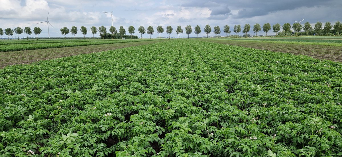 Joost Rijk (@rijkjoost) on Twitter photo Na een frustrerend 2024 is het wel echt genieten van het groeiseizoen tot nu toe, zo ook hier op de <a href="/BoerderijvandeT/">BoerderijvandeToekomst</a>. De uien en aardappels zijn onderweg naar een top oogst! Na een frustrerend 2024 is het wel echt genieten van het groeiseizoen tot nu toe, zo ook hier op de <a href="/BoerderijvandeT/">BoerderijvandeToekomst</a>. De uien en aardappels zijn onderweg naar een top oogst!