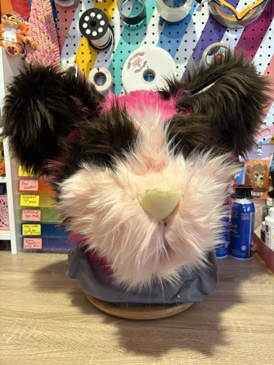westscustom's tweet image. So many suits in the schnauzer stage this week!