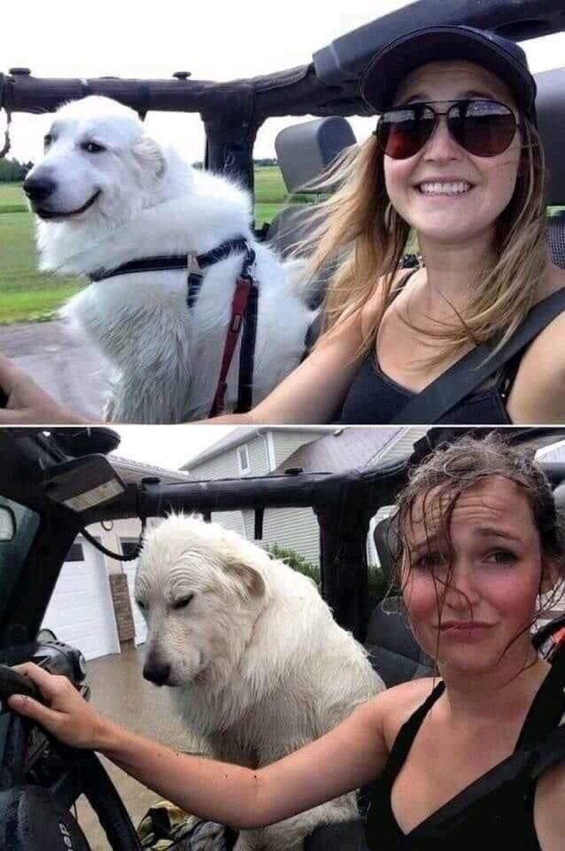 out of context dogs (@contextdogs) on Twitter photo 