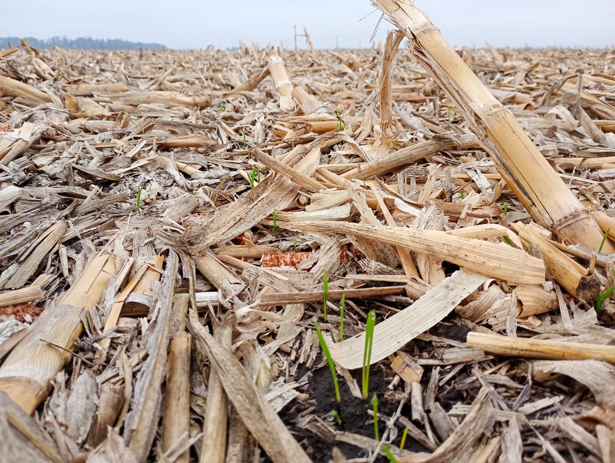 Aleferretti tweet media