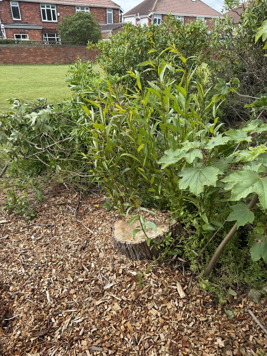 theJamesWillson's tweet photo. The cut down Willows and Sycamores in the Putting Green , Hartlepool Headland are throwing up new shoots! We’ll be awash with migrants by Autumn &amp; next Spring!
@teesbirds1 https://t.co/hy4oeMZRCW