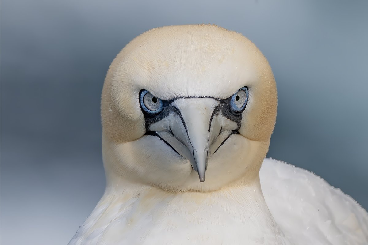 John Moncrieff tweet media