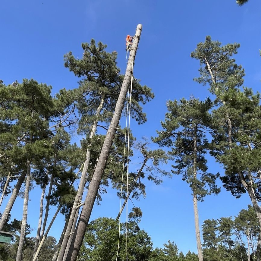 ColoresTree's tweet image. Some trees just need a little shaping to thrive. I specialize in tree trimming that brings out their beauty and keeps them strong. Reach out and let’s make a plan.
#TreeTrimming #ColoresTreeService
treeservicesaromas.com/tree-trimming