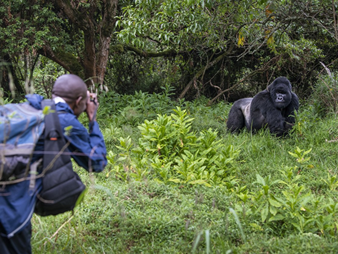 📷  Announcement!
The IUCN Species Survival Commission (SSC) Primate Specialist Group (PSG) Section on Great Apes (SGA) has developed a new publication to provide an update on emerging health issues of concern in great ape populations. More info: tinyurl.com/yyubssjz
