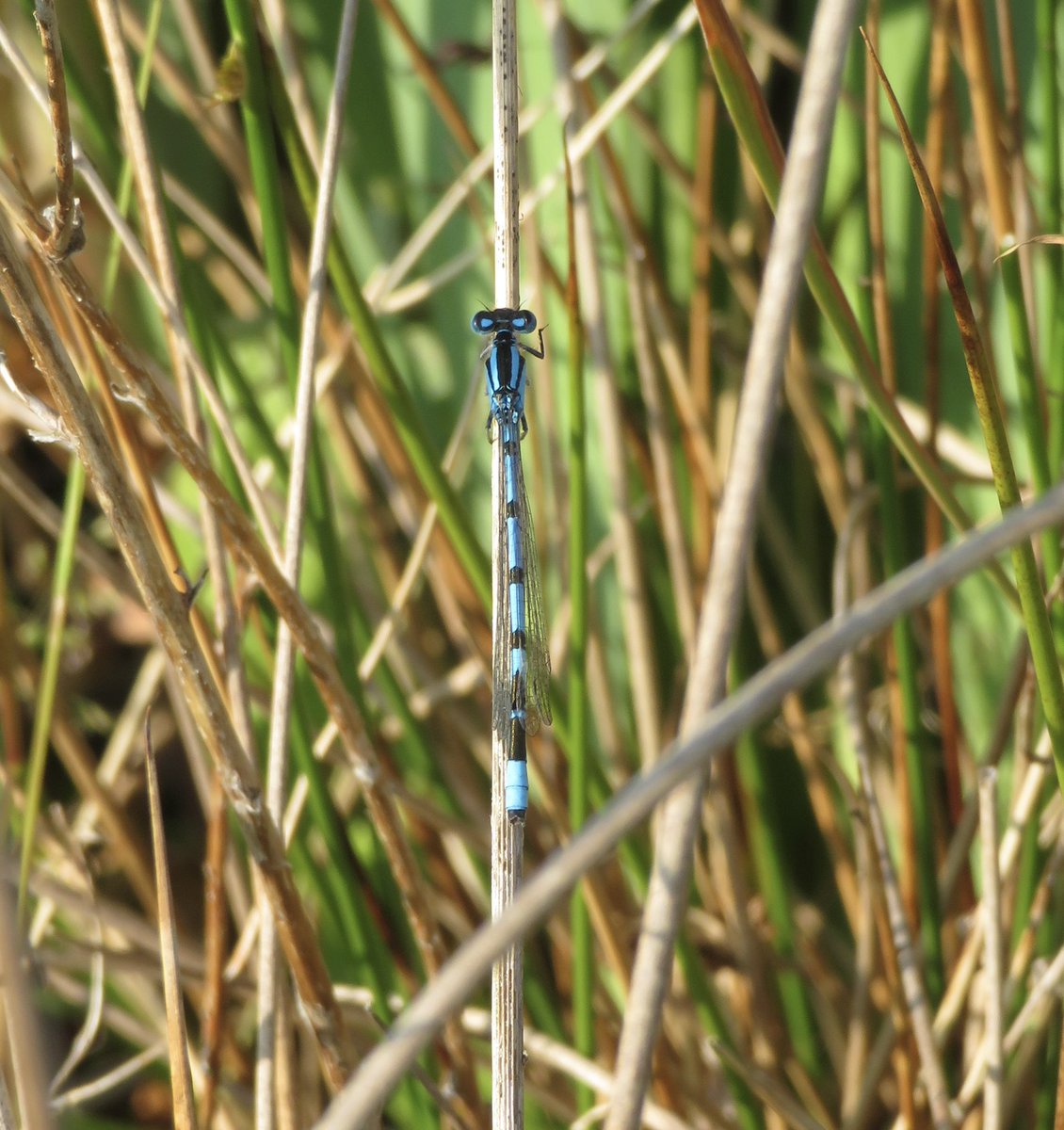 I love this time of the year <a href="/BDSdragonflies/">British Dragonfly Society</a>
