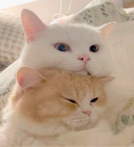 cat jimin pics tweet media