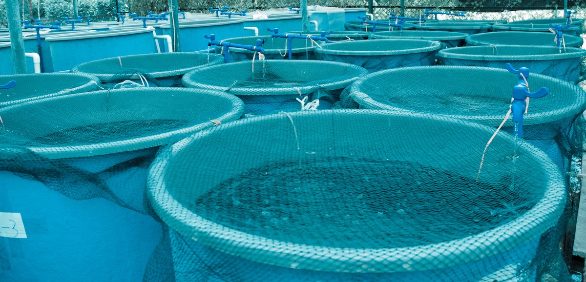 Want to boost your aquaculture game this summer? 🌞🐠
Expert David S. Llano shares tips to enhance water quality &amp; feed efficiency in AQUA FEED magazine:
ow.ly/mJzL50W765N
#Aquaculture #Probiotics #FishFarming #Aquafeed #Bionetix