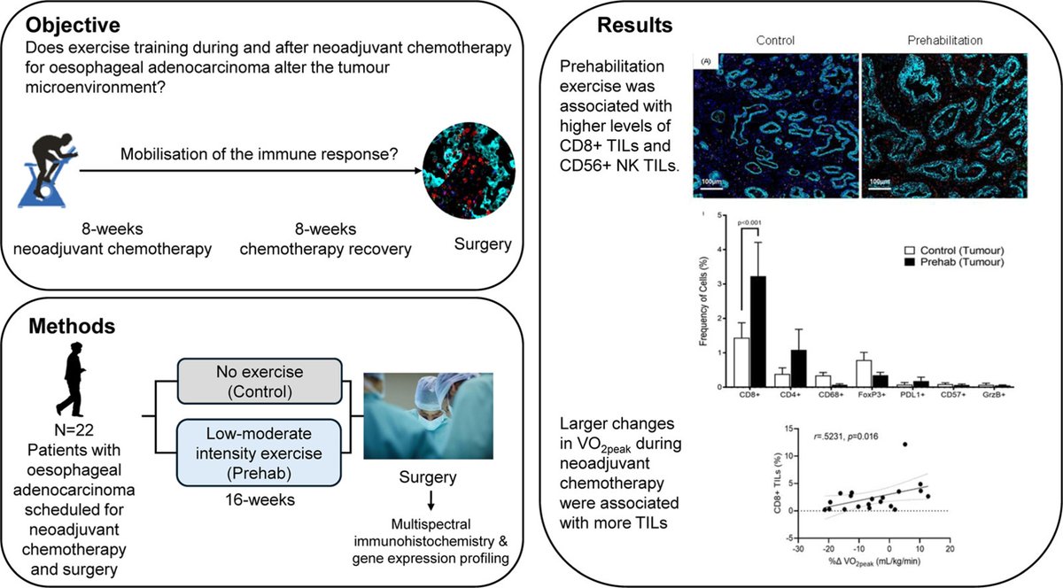 A randomized pilot study highlights exercise as a potential immunotherapy ally.*
Exercise during chemotherapy boosted anti-tumor immunity in esophageal cancer patients, increasing CD8+ T &amp; NK cells in tumors.