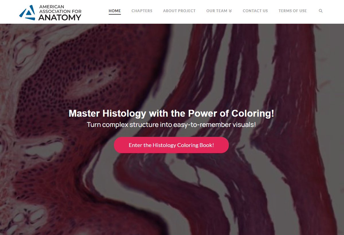 Funded by the AAA Innovations Program, the Histology Coloring Book is live and available to both members and non-members for free! Start exploring over 100 drawings of histological sections today!
ow.ly/xRxp50W7a9Y
#Anatomy26 #AAA