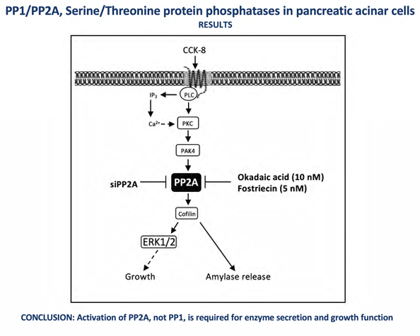 ajpgi's tweet image. A pair of authors from @NIDDKgov bring today&apos;s #ArticleinPress, Elucidation of roles of serine/threonine phosphatases PP1 and PP2A in mediating CCK-stimulated growth and #enzyme secretion in pancreatic acinar cells (Irene Ramos-Alvarez and Robert Jensen):

ow.ly/Cxha50W7c4e
