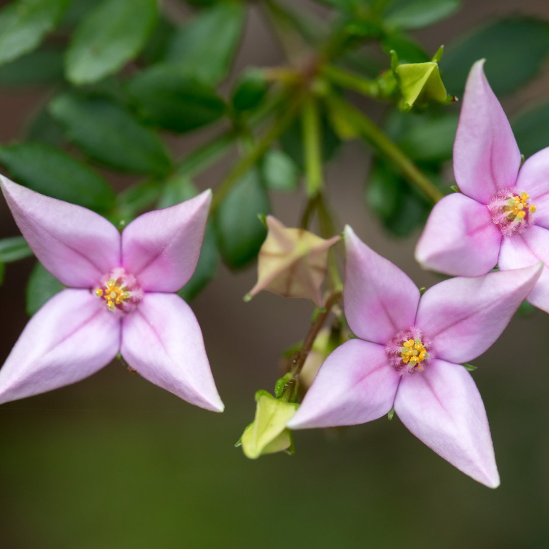 ¿Tienes poca luz en tu terraza o jardín, y crees que no puedes tener flores?
¡Rompe ese mito! Apuesta por los arbustos de sombra para disfrutar del color, incluso con poca iluminación.
Descubre nuestras propuestas: bit.ly/ArbustosSombra…