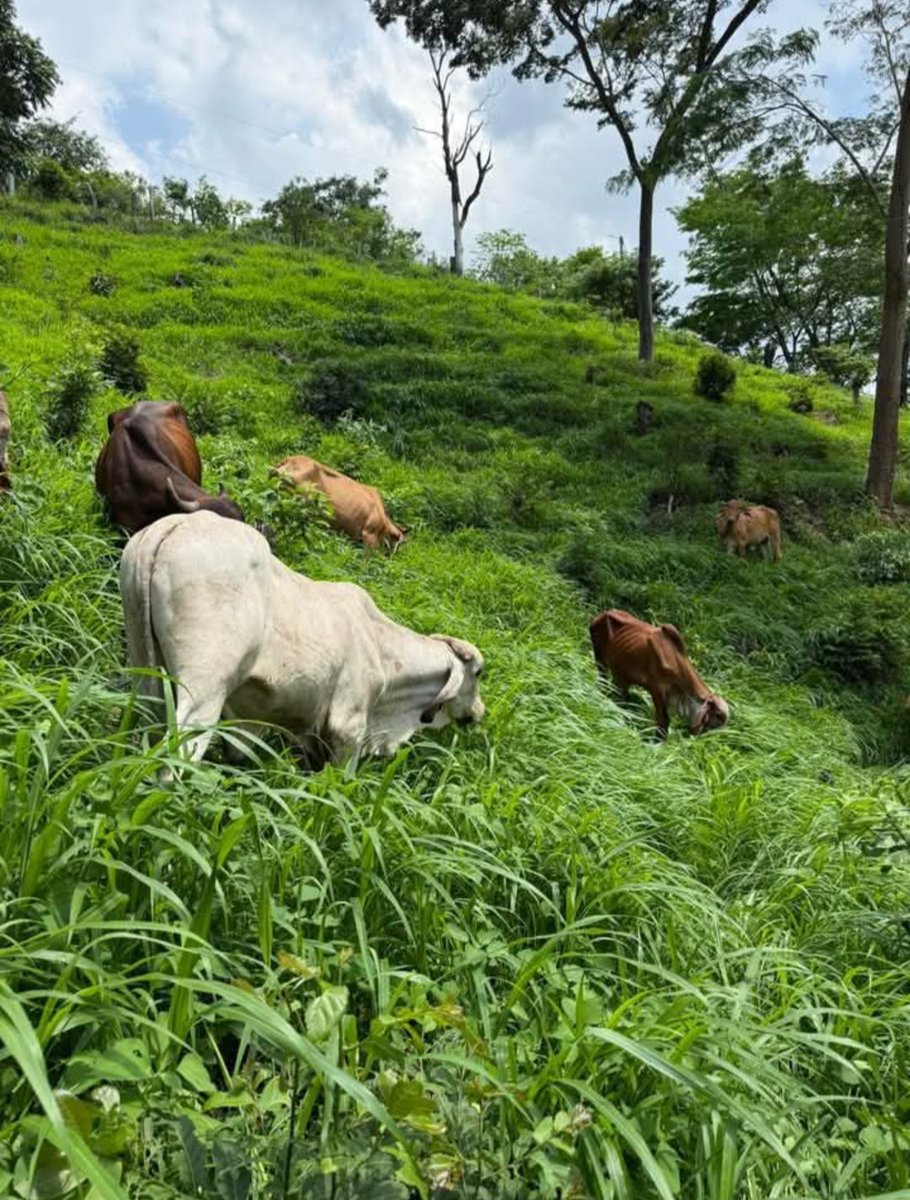 Las pasturas adecuadas hace que los animales produzcan con más eficiencia 
#Derribandomitos
#Fedegan61años 
#Orgullosamenteganaderos 
#Construyendoganaderia