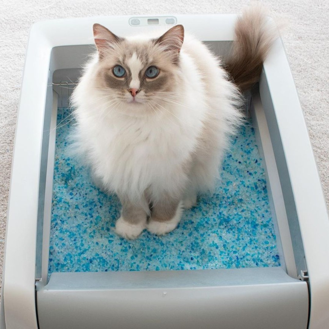 “If I fits, I sits. Especially if it smells this fresh.” - Bleu, probably. ✨